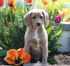 Medium F1B Labradoodle For Sale Millersburg, OH Female- Betsy