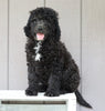 F1B (Standard) Labradoodle For Sale Wooster, OH Female- Trixie