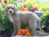 Medium F1B Labradoodle For Sale Millersburg, OH Female- Betsy