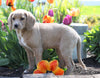 Medium F1B Labradoodle For Sale Millersburg, OH Female- Betsy