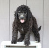 F1B (Standard) Labradoodle For Sale Wooster, OH Male- Hershey