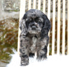 Cocker Spaniel For Sale Dundee, OH Female- Nella