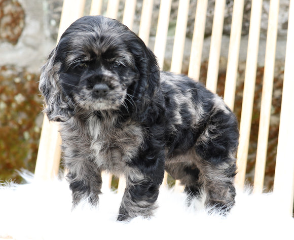 Cocker Spaniel For Sale Dundee, OH Female- Nella