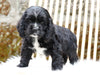 Cocker Spaniel For Sale Dundee, OH Male- Tate