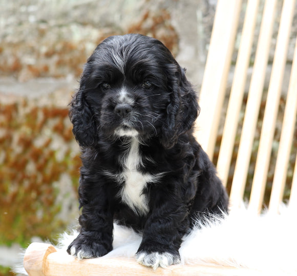 Cocker Spaniel For Sale Dundee, OH Male- Tate