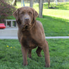 AKC Registered Labrador Retriever For Sale Sugarcreek, OH Male- Connor
