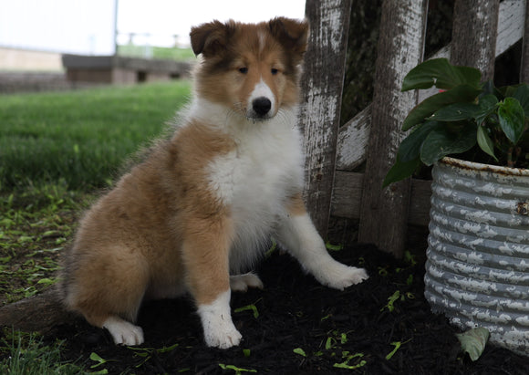 AKC Registered Collie (Lassie) For Sale Fredericksburg, OH Female- Sadie