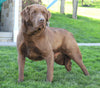 AKC Registered Labrador Retriever For Sale Sugarcreek, OH Male- Connor