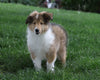 AKC Registered Collie (Lassie) For Sale Fredericksburg, OH Female- Sami