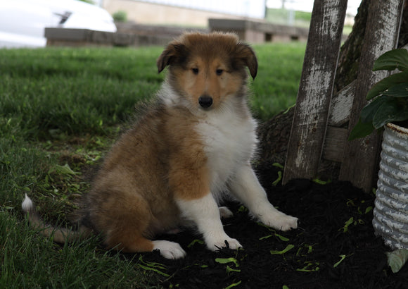 AKC Registered Collie (Lassie) For Sale Fredericksburg, OH Male- Stewey
