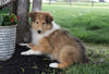 AKC Registered Collie (Lassie) For Sale Fredericksburg, OH Male- Spike