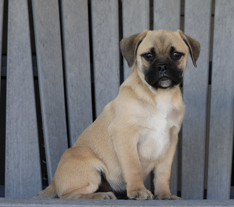 English Bulldog/ Puggle For Sale Sugarcreek, OH Male- Russel