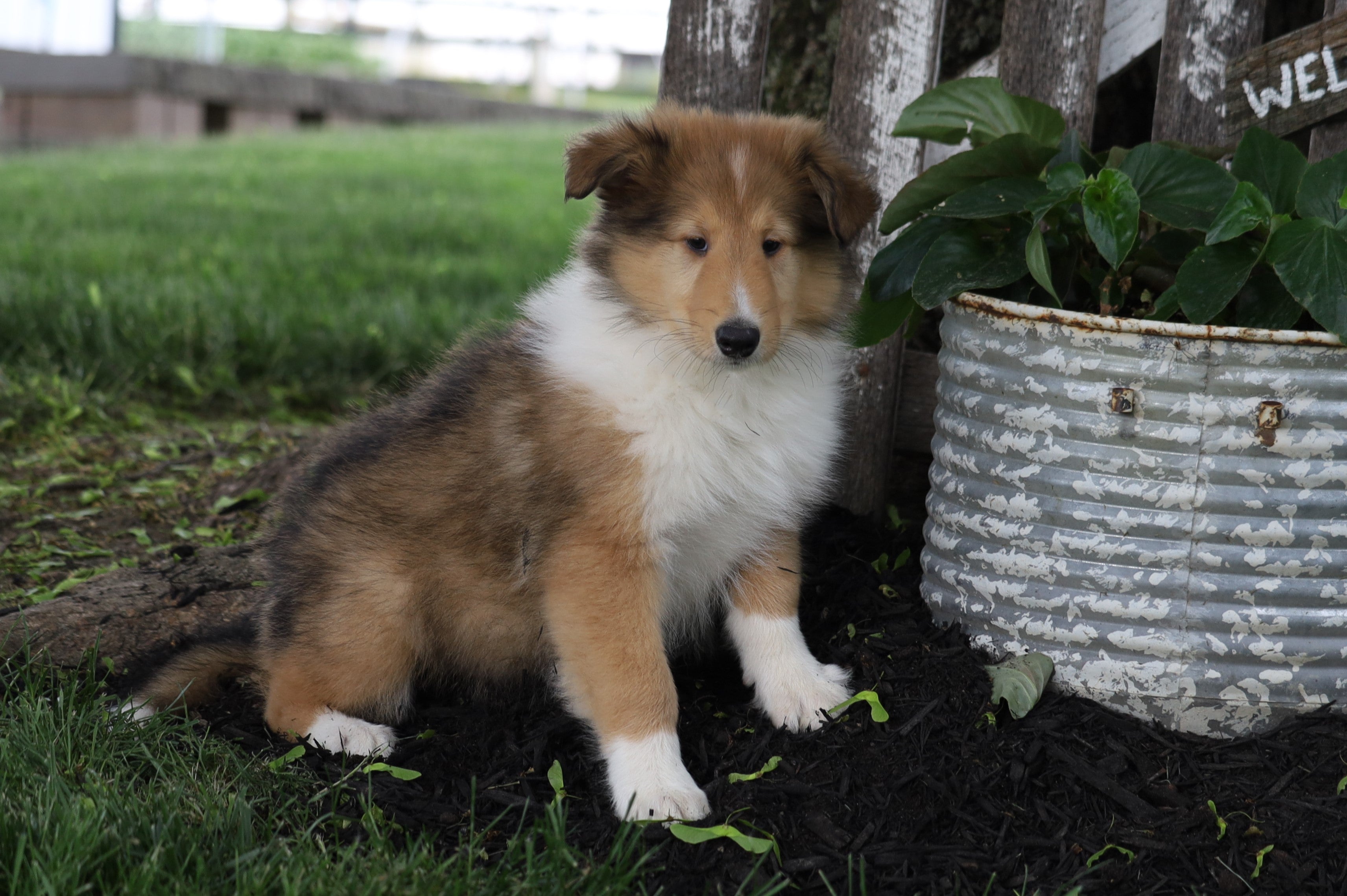 Akc Registered Collie Lassie For Sale Fredericksburg Oh Male Spike Ac Puppies Llc 6716