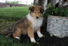AKC Registered Collie (Lassie) For Sale Fredericksburg, OH Male- Spike