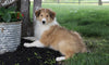AKC Registered Collie (Lassie) For Sale Fredericksburg, OH Male- Sparky