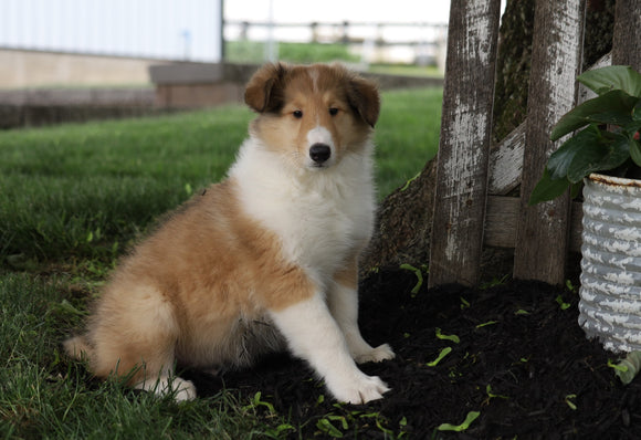 AKC Registered Collie (Lassie) For Sale Fredericksburg, OH Male- Sparky