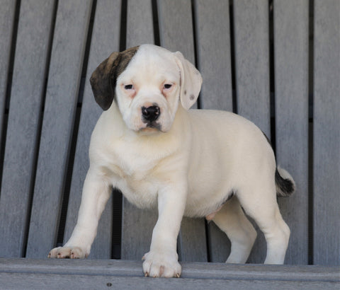 English Bulldog/ Puggle For Sale Sugarcreek, OH Male- Jake