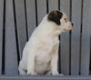 English Bulldog/ Puggle For Sale Sugarcreek, OH Male- Jake