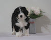 Bernedoodle (Standard) For Sale Sugarcreek, OH Male- Bruno