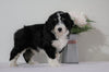 Bernedoodle (Standard) For Sale Sugarcreek, OH Male- Bruno