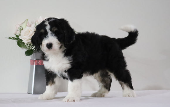 Bernedoodle (Standard) For Sale Sugarcreek, OH Male- Bruno