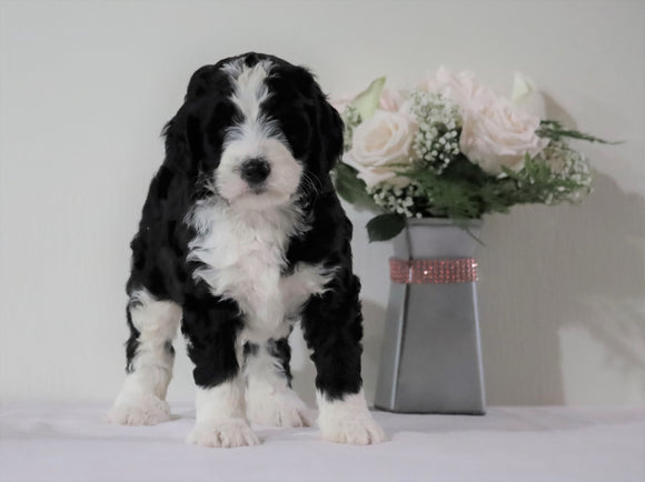 Bernedoodle For Sale Sugarcreek, OH Female- Princess