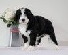 Bernedoodle For Sale Sugarcreek, OH Female- Princess