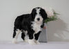 Bernedoodle For Sale Sugarcreek, OH Female- Princess