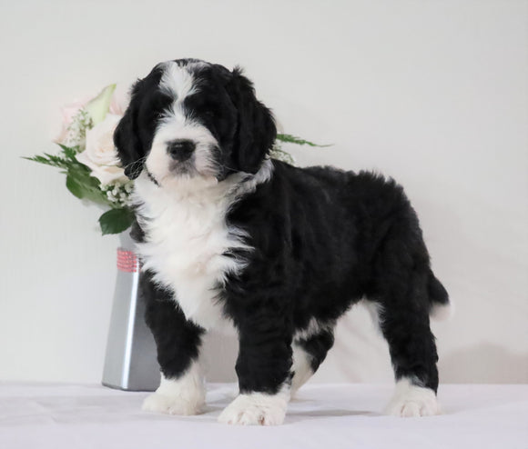 Bernedoodle (Standard) For Sale Sugarcreek, OH Female- Lily