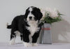 Bernedoodle (Standard) For Sale Sugarcreek, OH Female- Lily