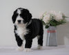 Bernedoodle (Standard) For Sale Sugarcreek, OH Female- Lily