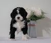 Bernedoodle (Standard) For Sale Sugarcreek, OH Female- Alice