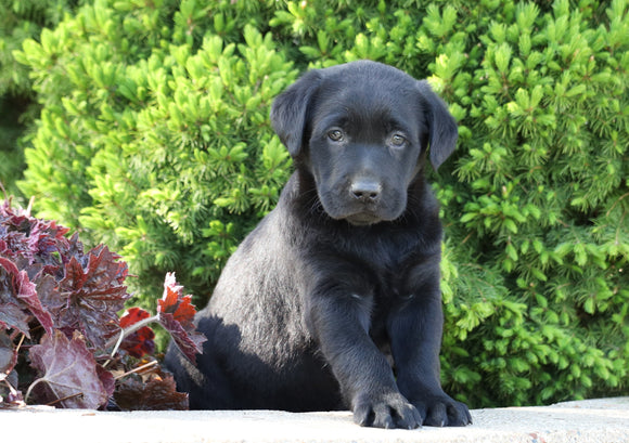 AKC Registered Labrador Retriever For Sale Sugarcreek, OH Male- Rambo