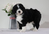 Bernedoodle (Standard) For Sale Sugarcreek, OH Female- Alice