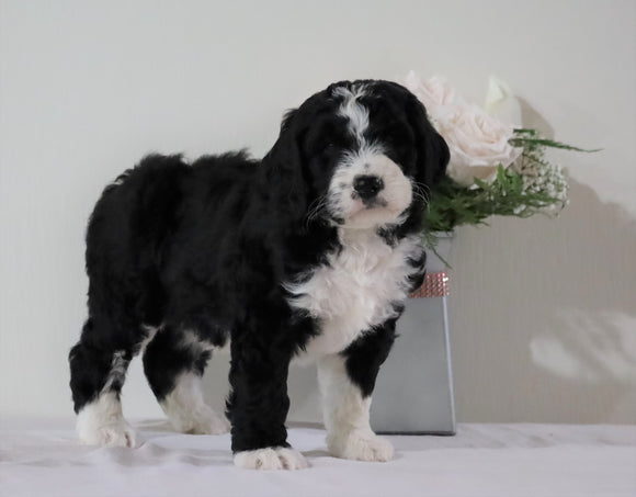 Bernedoodle (Standard) For Sale Sugarcreek, OH Female- Alice