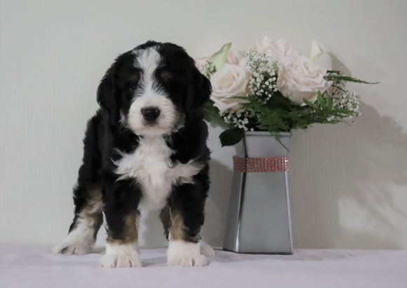 Bernedoodle (Standard) For Sale Sugarcreek, OH Female- Angel