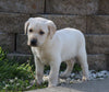 AKC Registered Labrador Retriever For Sale Sugarcreek, OH Male- Carter
