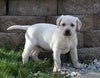 AKC Registered Labrador Retriever For Sale Sugarcreek, OH Male- Carter