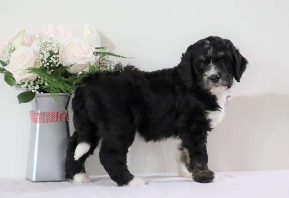 Bernedoodle (Standard) For Sale Sugarcreek, OH Female- Heidi