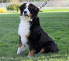 AKC Registered Bernese Mountain Dog For Sale Sugarcreek, OH Female- Willow