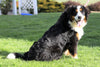 AKC Registered Bernese Mountain Dog For Sale Sugarcreek, OH Female- Willow