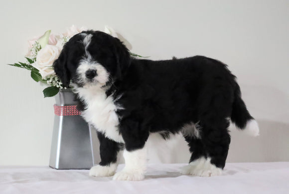 Bernedoodle (Standard) For Sale Sugarcreek, OH Female- Roxy