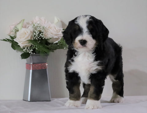 Bernedoodle (Standard) For Sale Sugarcreek, OH Male- Trevor