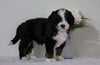 Bernedoodle (Standard) For Sale Sugarcreek, OH Male- Trevor