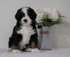 Bernedoodle (Standard) For Sale Sugarcreek, OH Male- Trevor