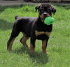 AKC Registered Rottweiler For Sale Sugarcreek, OH Male- Rugar