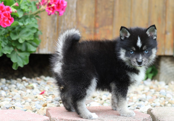 Mini Pomsky For Sale Warsaw, OH Female- Molly