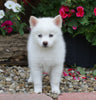 Mini Pomsky For Sale Warsaw, OH Male- Mason