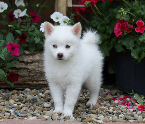 Mini Pomsky For Sale Warsaw, OH Male- Mason