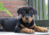 AKC Registered Rottweiler For Sale Sugarcreek, OH Male- Rugar